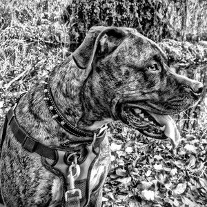 Meet your Posher, Joseph